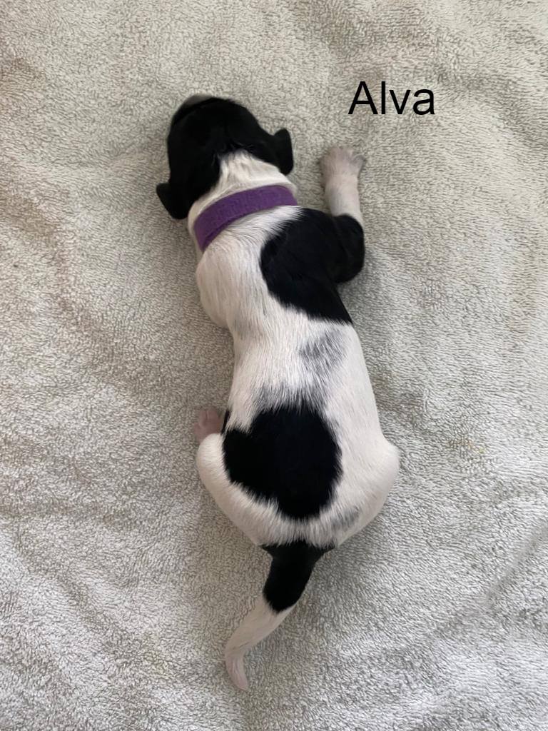 Alva