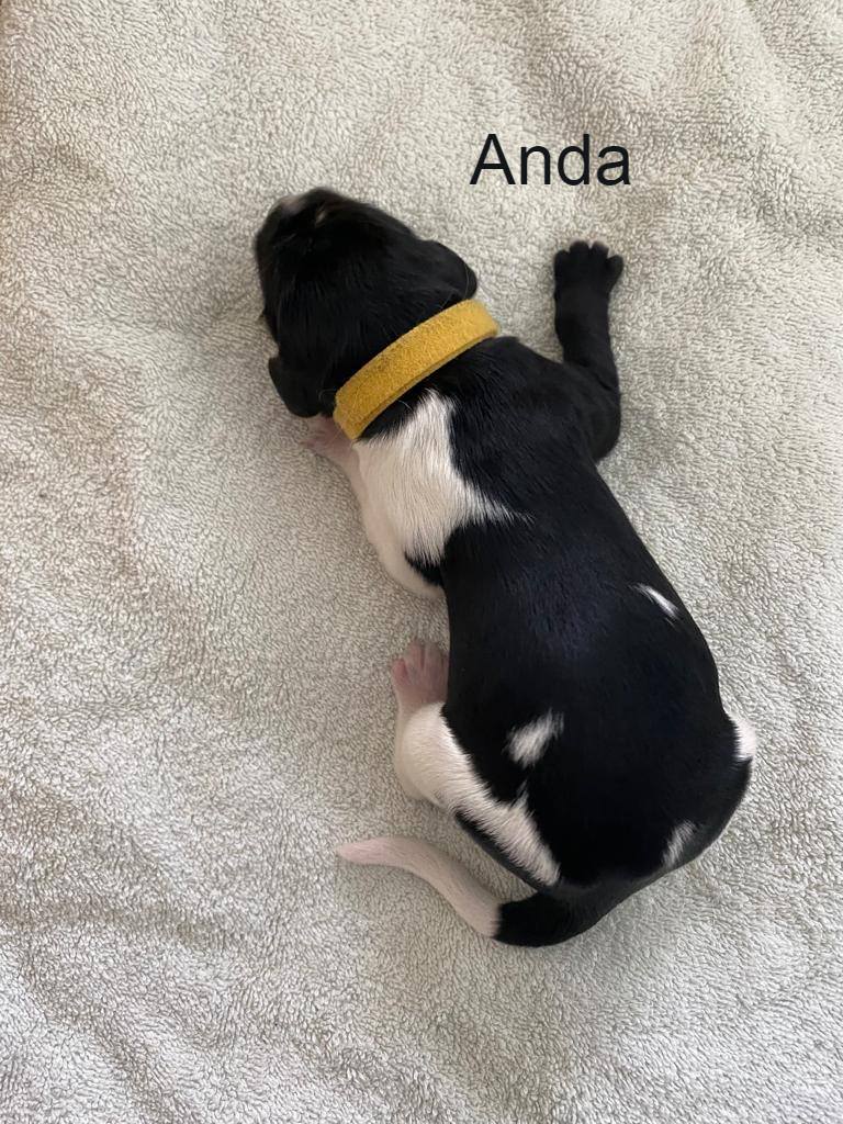 Anda