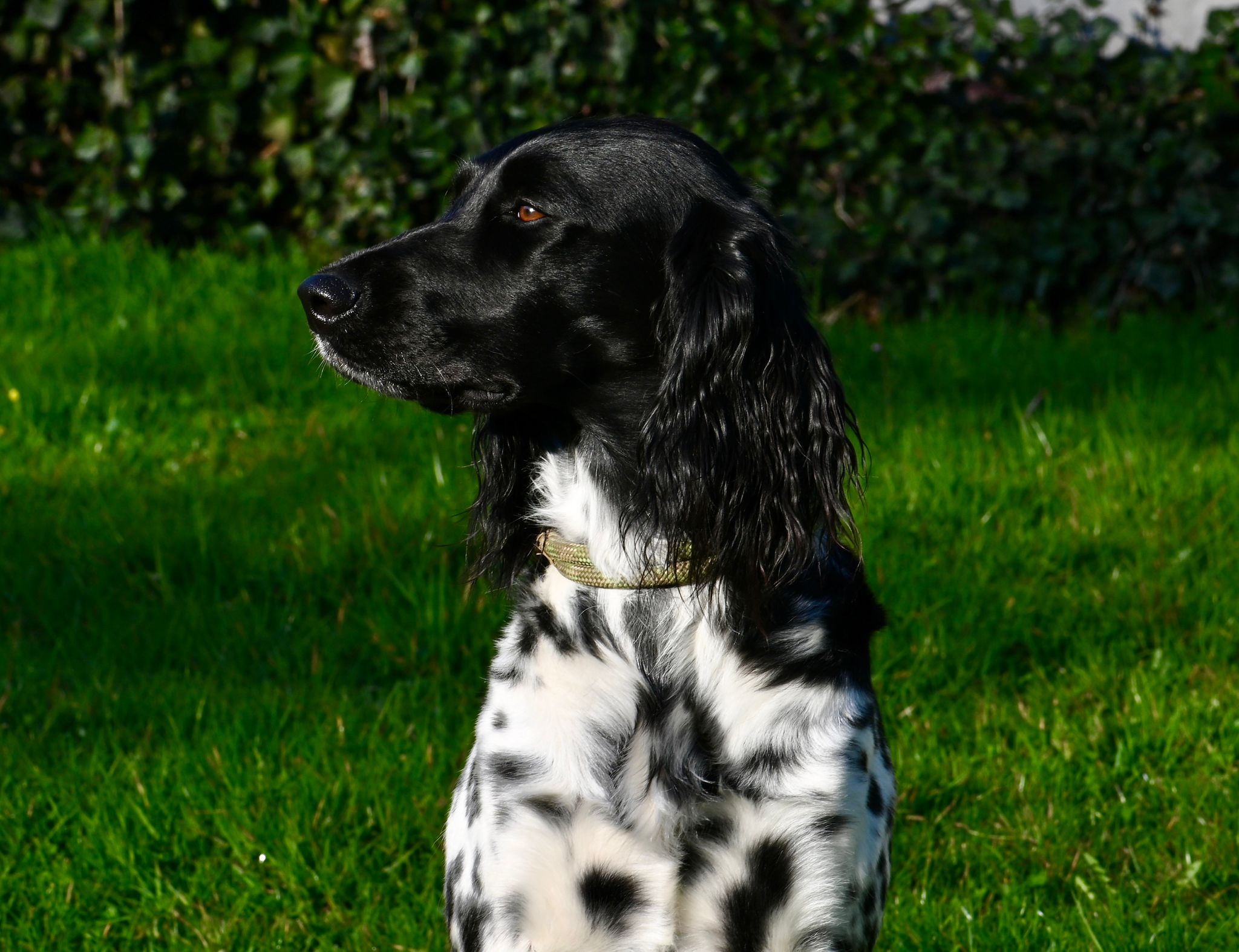 Adia vom Felsbachriet